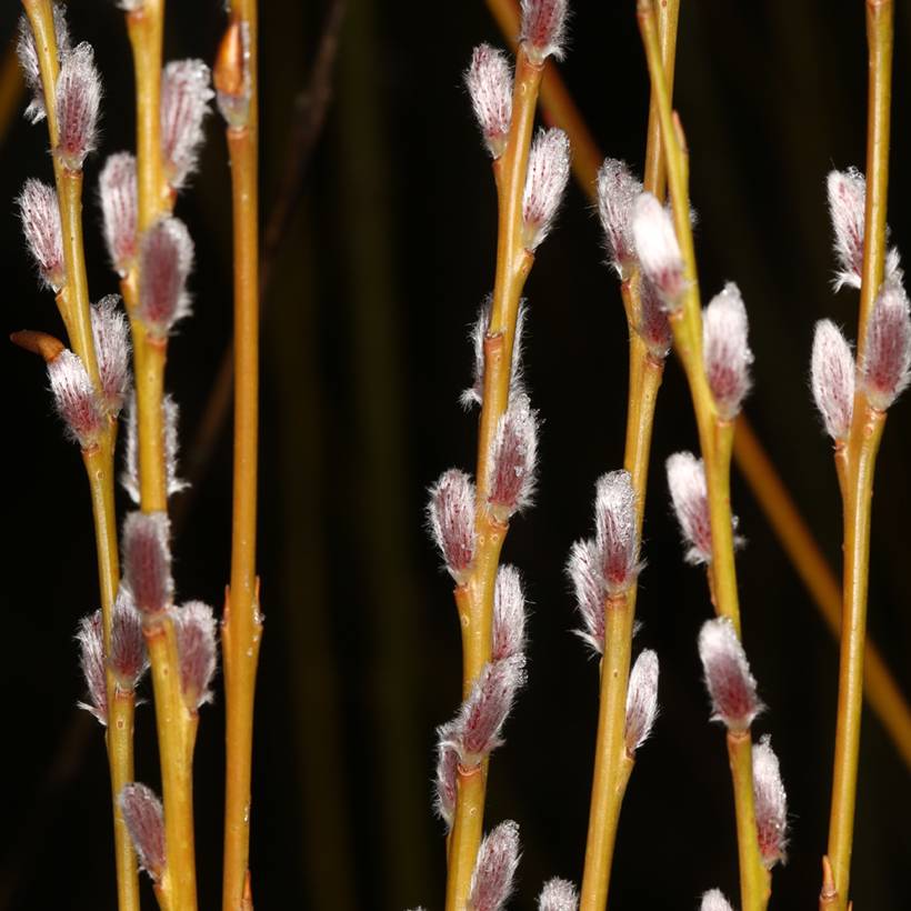 Osier rouge - Salix purpurea Howki Pot de 4L/5L