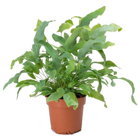 Gardenersdream - 1 X Phlébodium Blue Star | Cadeau Fougère D'Intérieur En Pot De Qualité Supérieur | De 25 À 35 Cm Pot Inclus - GardenersDream - Image 2
