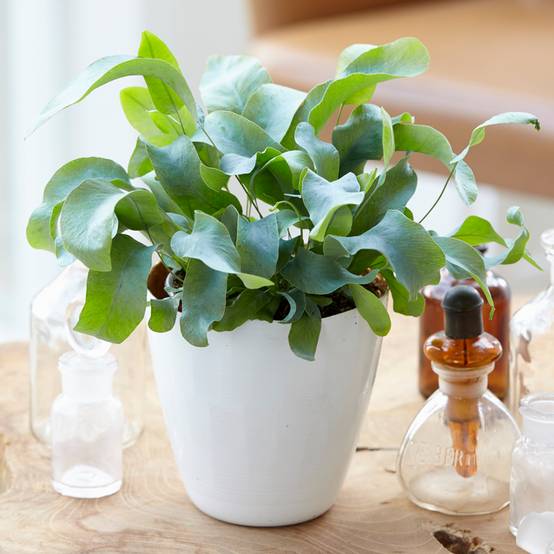 Gardenersdream - 1 X Phlébodium Blue Star | Cadeau Fougère D'Intérieur En Pot De Qualité Supérieur | De 25 À 35 Cm Pot Inclus - GardenersDream - Image 1