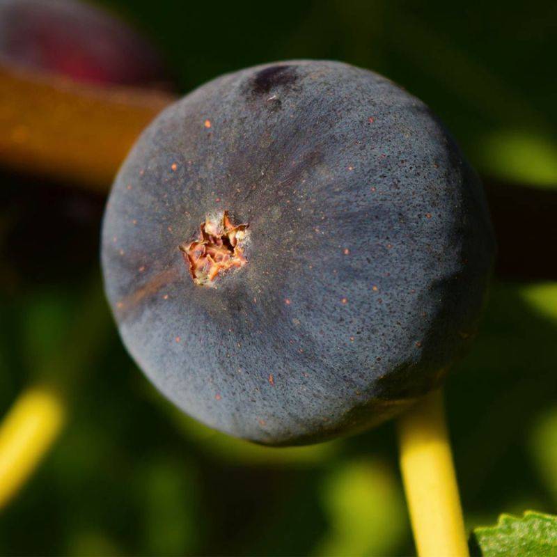 Figuier carica 'Rouge de Bordeaux' (Ficus carica 'Rouge de Bordeaux') - Conteneur 2L - Pépinières Naudet - Imagen 1