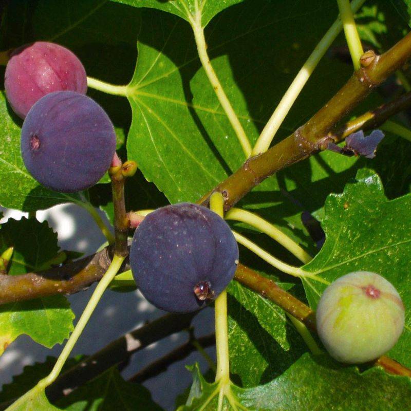 Figuier carica 'Rouge de Bordeaux' (Ficus carica 'Rouge de Bordeaux') - Conteneur 2L - Pépinières Naudet - Imagen 2