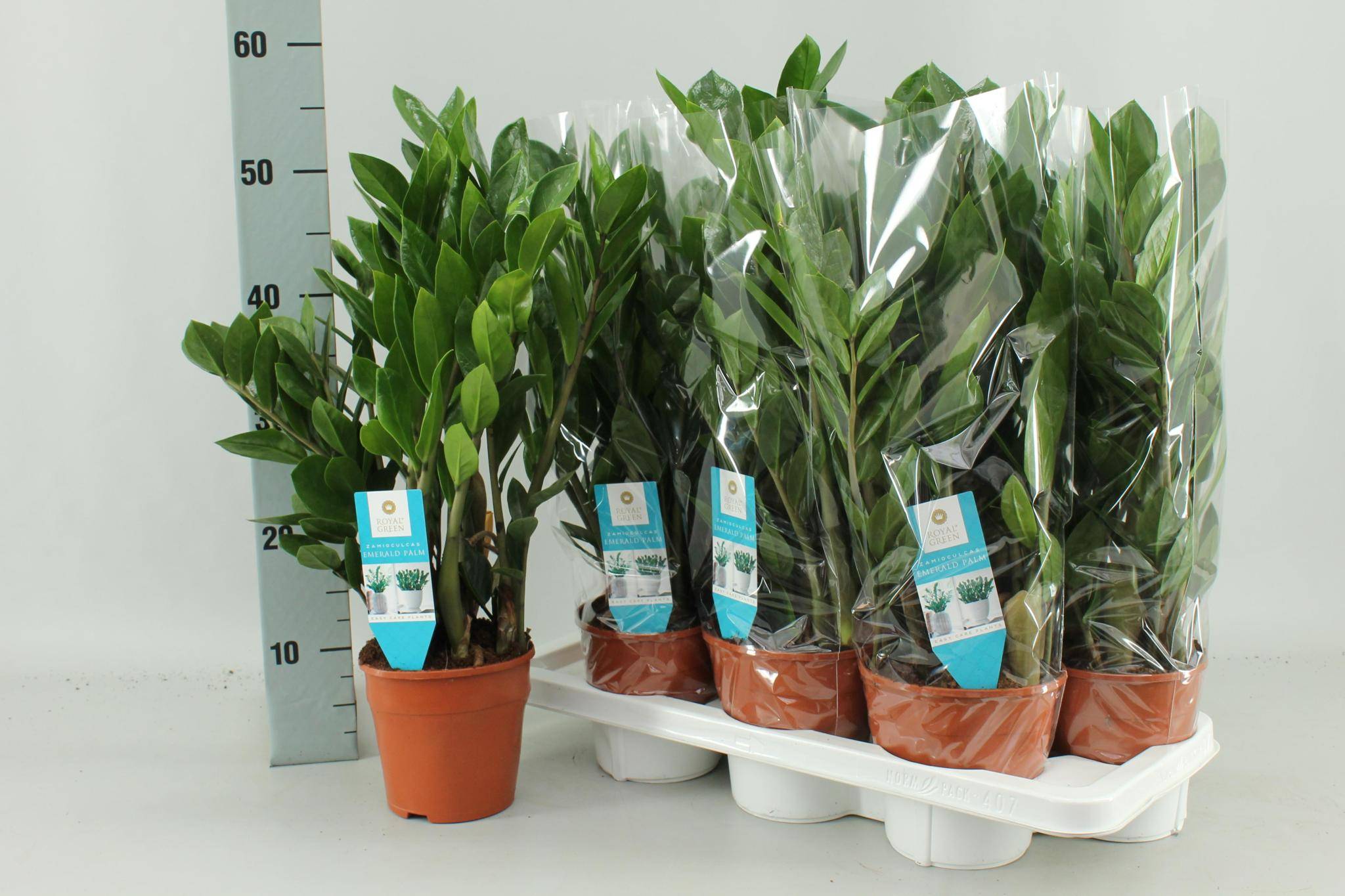 La Green Touch - Zamioculcas Zamiifolia - D14 H55cm
