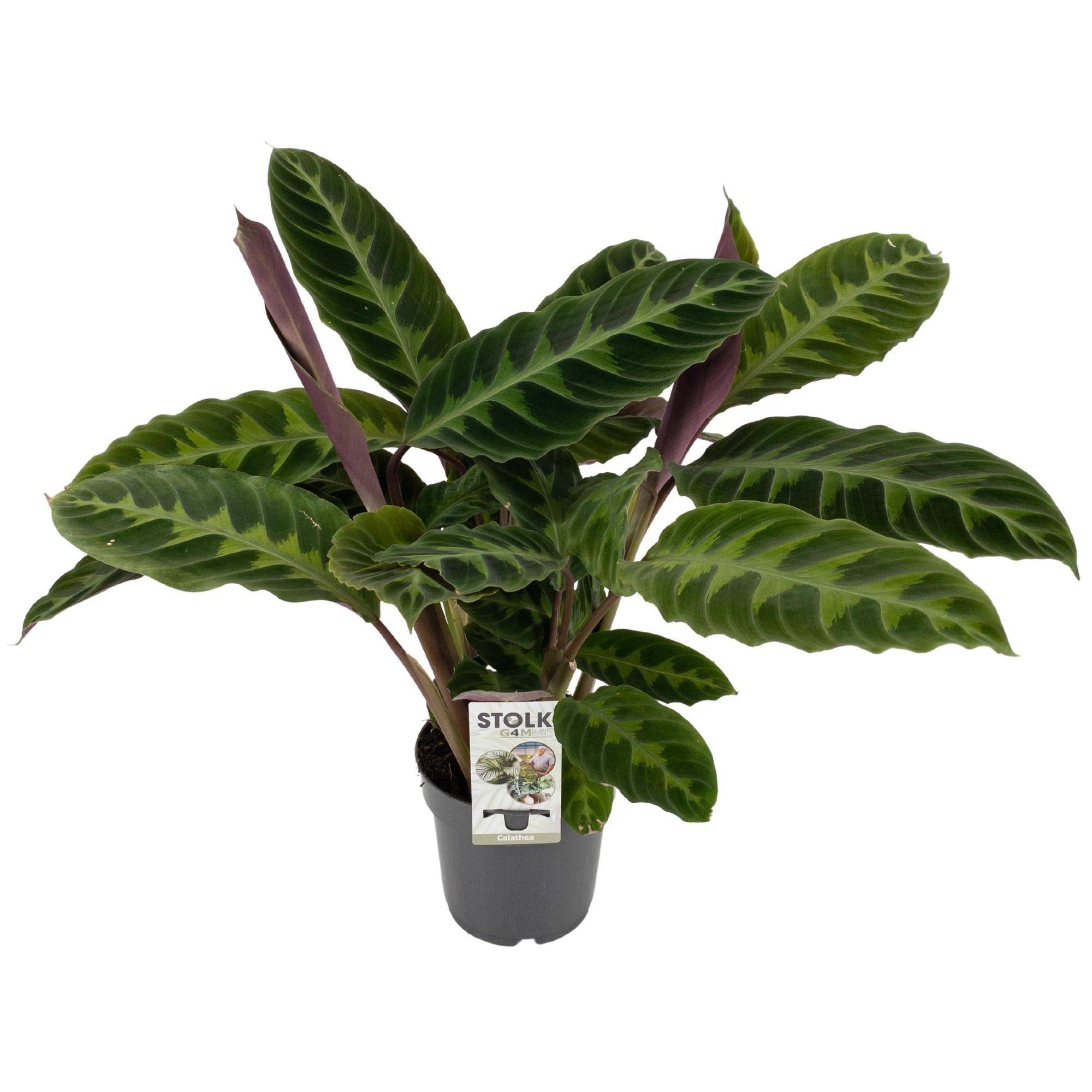 La Green Touch - Calathea Warscewiczii - D14 H50cm