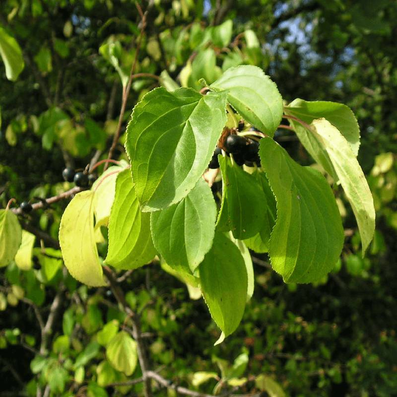Nerprun purgatif (Rhamnus cathartica) - Godet - Taille 13/25cm - Pépinières Naudet - Image 4