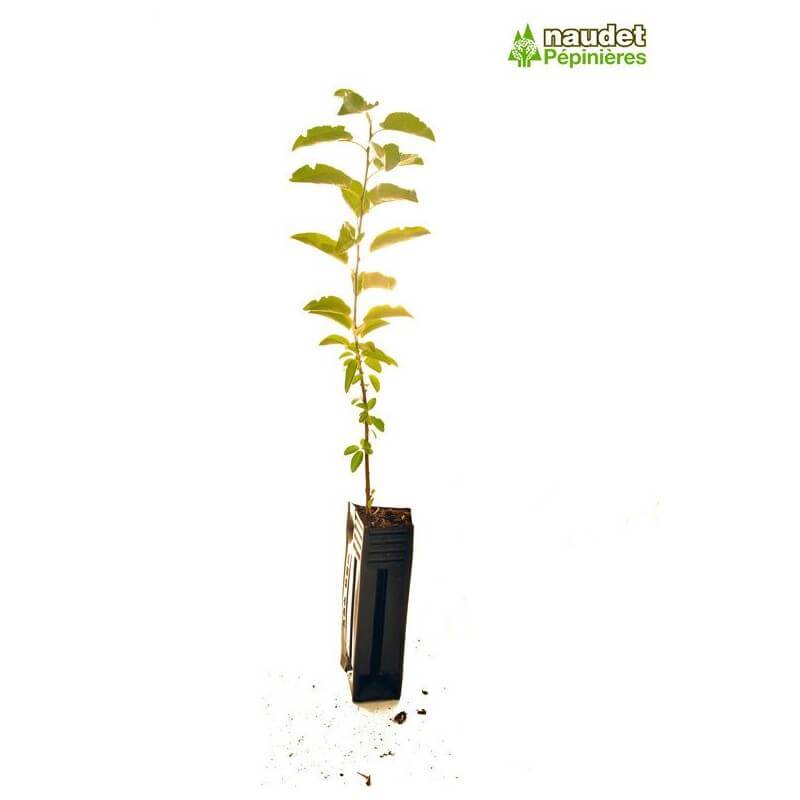 Nerprun purgatif (Rhamnus cathartica) - Godet - Taille 13/25cm - Pépinières Naudet - Imagen 5