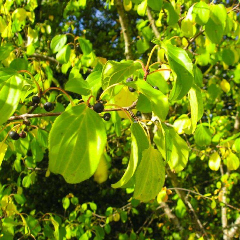 Nerprun purgatif (Rhamnus cathartica) - Godet - Taille 13/25cm - Pépinières Naudet - Imagen 1