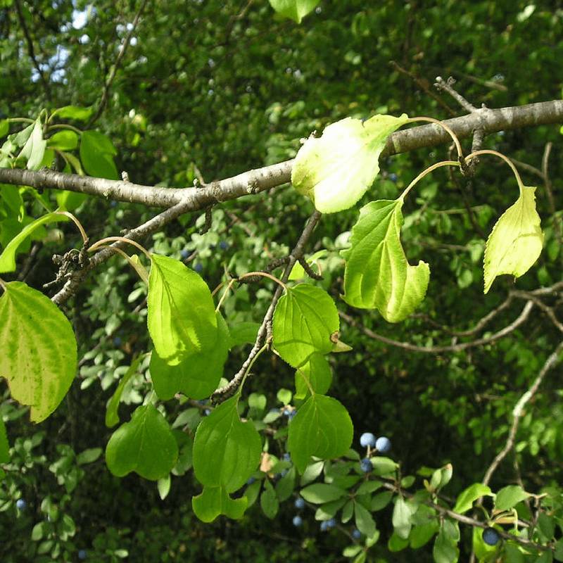 Nerprun purgatif (Rhamnus cathartica) - Godet - Taille 13/25cm - Pépinières Naudet - Imagen 2