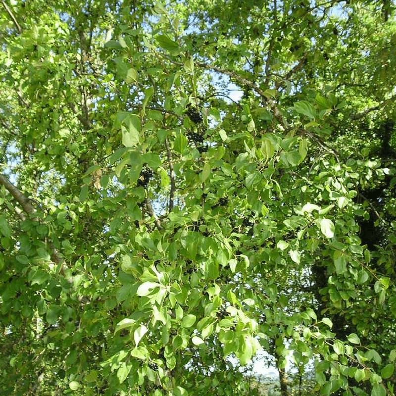 Nerprun purgatif (Rhamnus cathartica) - Godet - Taille 13/25cm - Pépinières Naudet - Image 3