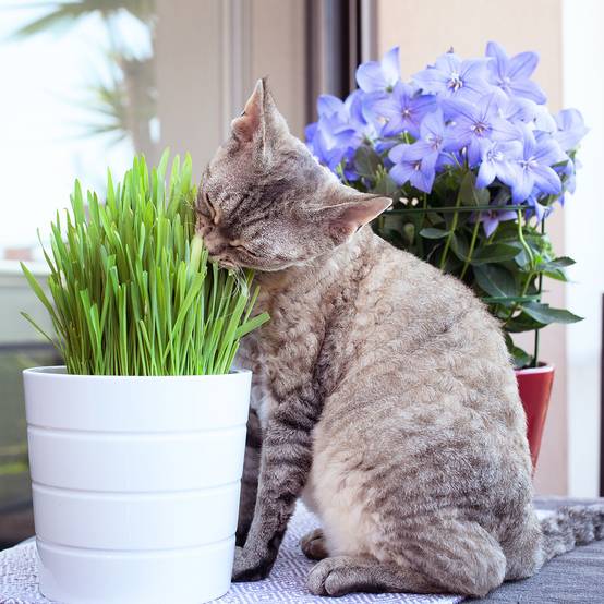 Herbe-à-chat - Mélange de graminés le sachet de 200 graines environ (75g)