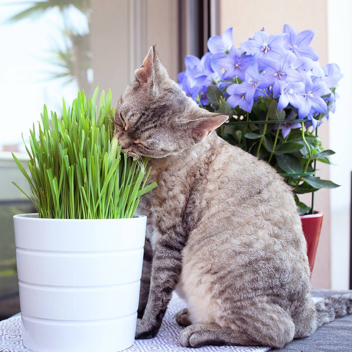 Herbe-à-chat - Mélange de graminés le sachet de 200 graines environ (75g)