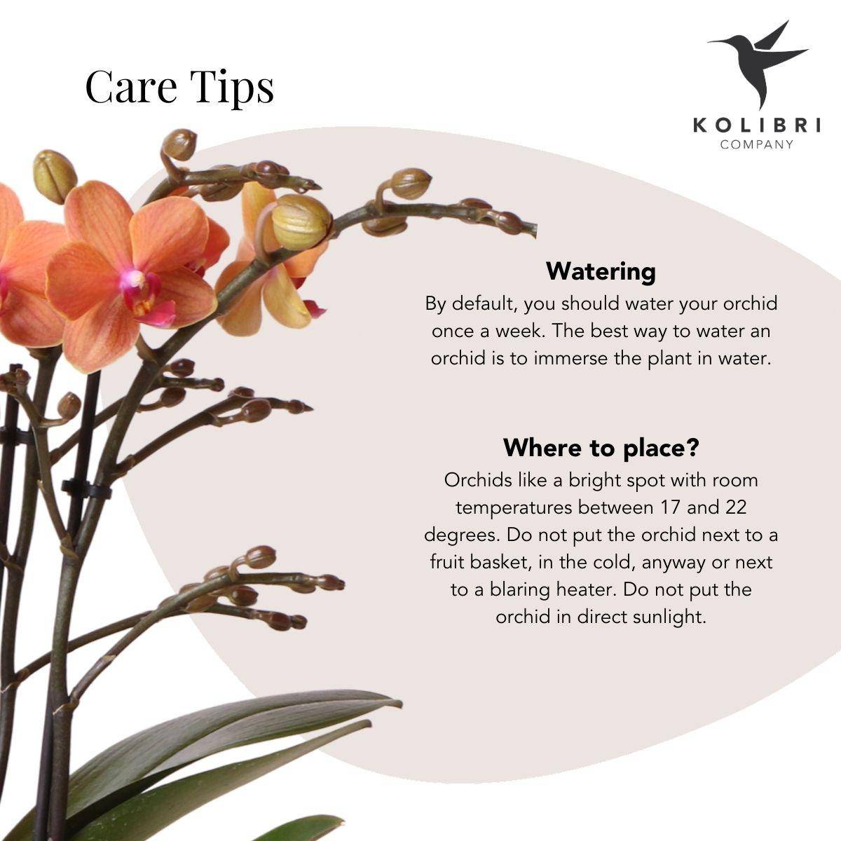 Orchidée Phalaenopsis 'Mineral Bolzano' orange - Pot de 9cm - Motif safari - Plantes d'intérieur - Image 2