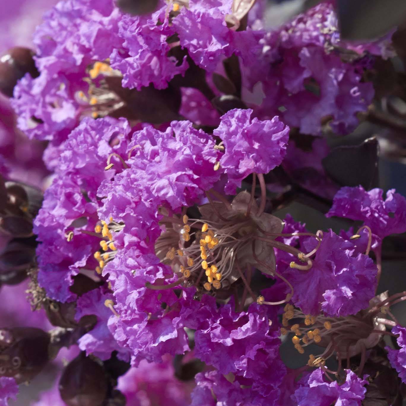 Lagerstroemia indica Black Solitaire (Black Diamond) Purely Purple - Lilas des Indes Pot de 3L/4L, Buisson, Touffe - Image 1