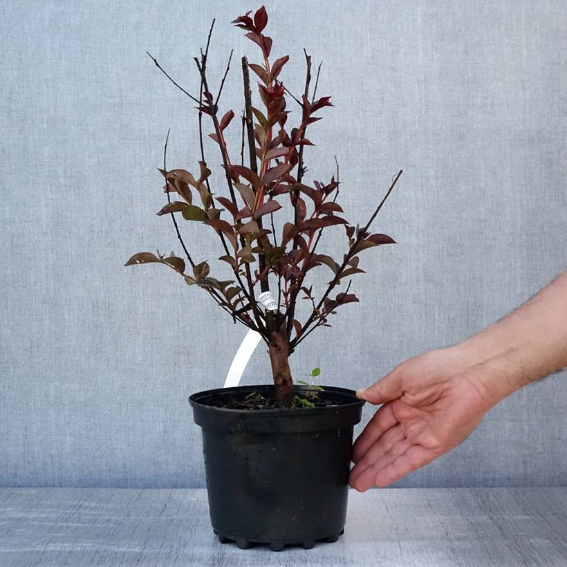 Lagerstroemia indica Black Solitaire (Black Diamond) Purely Purple - Lilas des Indes Pot de 3L/4L, Buisson, Touffe - Image 2
