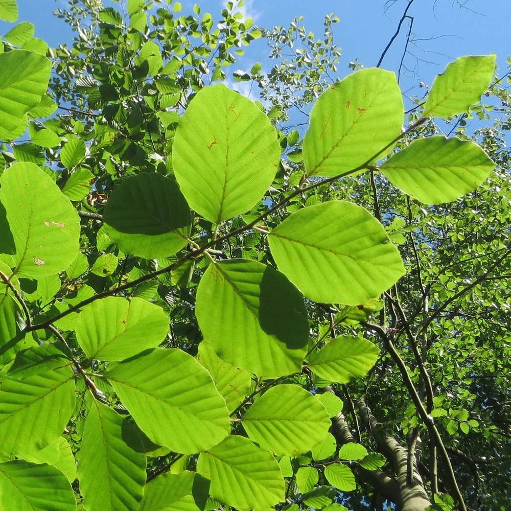 Hêtre commun Zlatia, Fagus - Pot de 15L - Baliveau