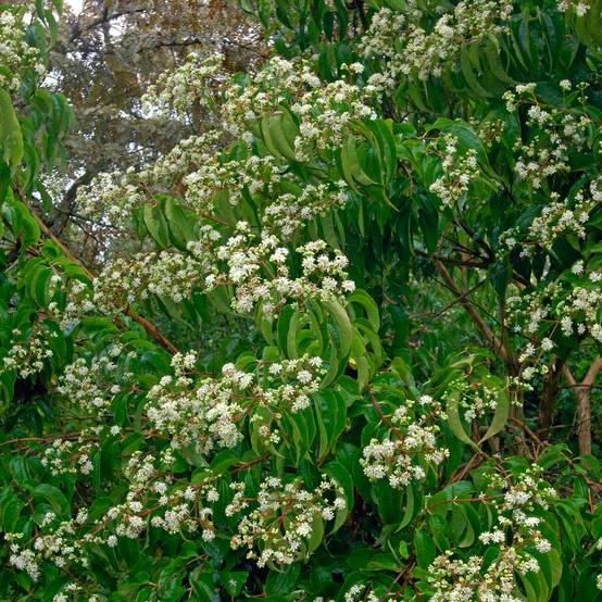 Heptacodium miconioides Pot de 3L/4L