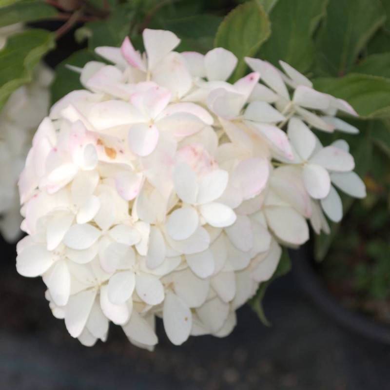 Hortensia paniculata Phantom, Hydrangea paniculata à fleurs Rose/Blanche - feuillage Caduc - Pot de 4L - 40/60 cm - Image 1