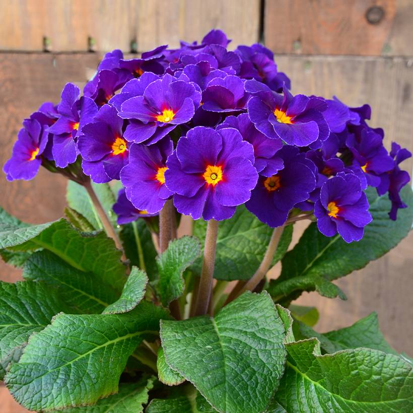 Promesse de Fleurs - Primevère - Primula elatior Veristar Late Blue Mini-motte Ø 1,5/2,5 cm (par 5)