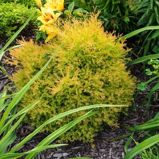 Thuya du Canada - Thuja occidentalis Fire Chief Pot de 2L/3L