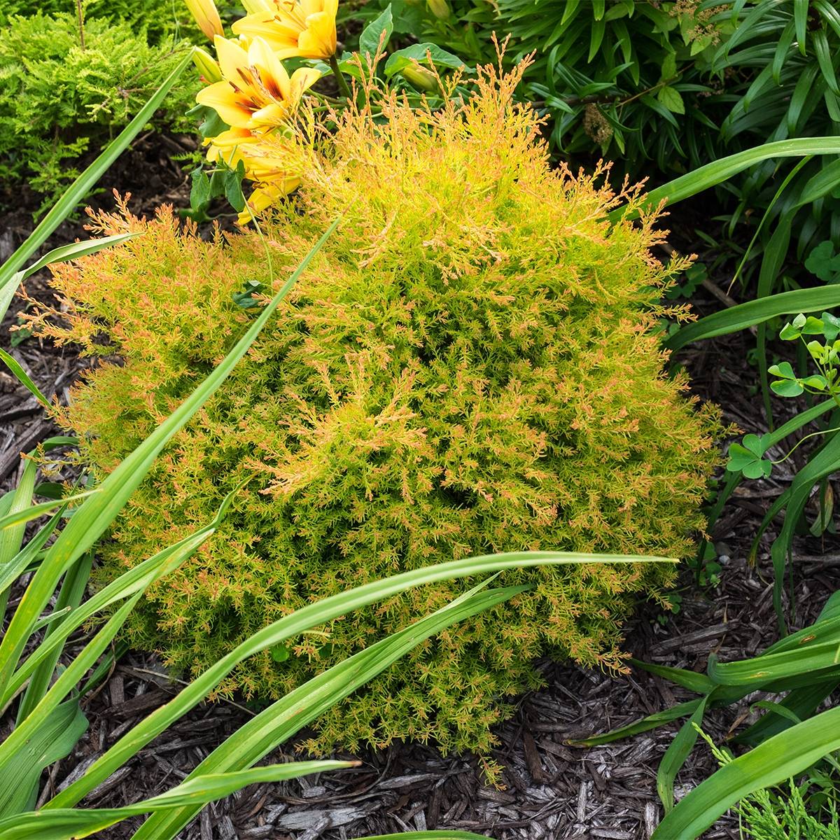 Thuya du Canada - Thuja occidentalis Fire Chief Pot de 2L/3L