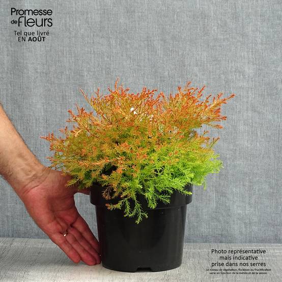 Promesse de Fleurs - Thuya du Canada - Thuja occidentalis Fire Chief Pot de 2L/3L - Image 2