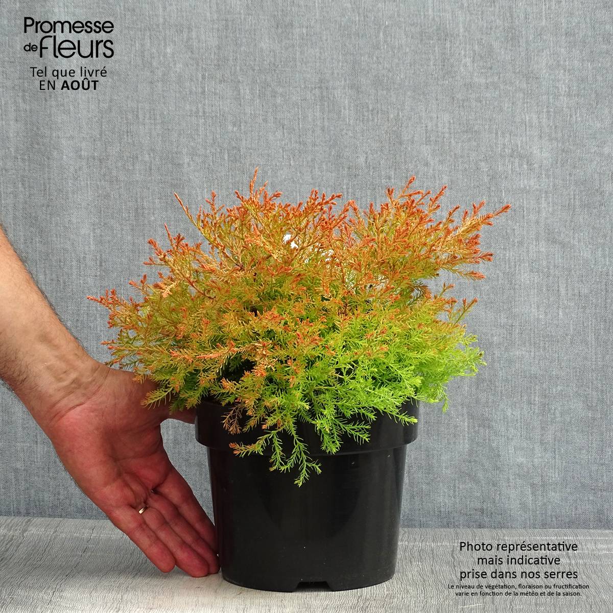 Promesse de Fleurs - Thuya du Canada - Thuja occidentalis Fire Chief Pot de 2L/3L - Image 2