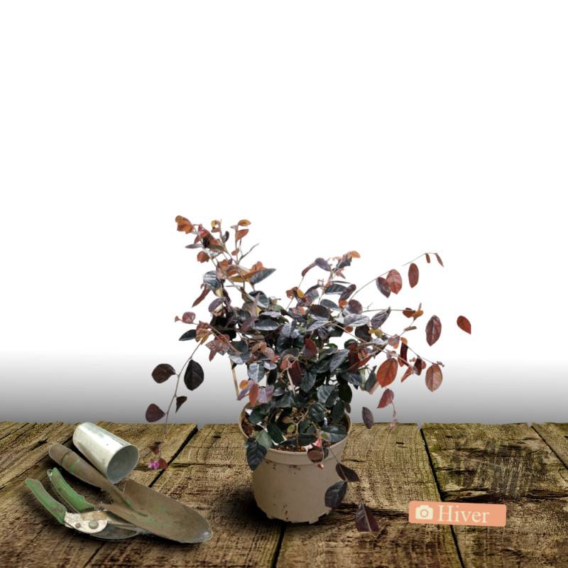 Loropetalum Rouge de La Majorie®, Loropétale à fleurs Rouge/ - feuillage Persistant - Pot de 3L - 40/60 cm - Imagen 4