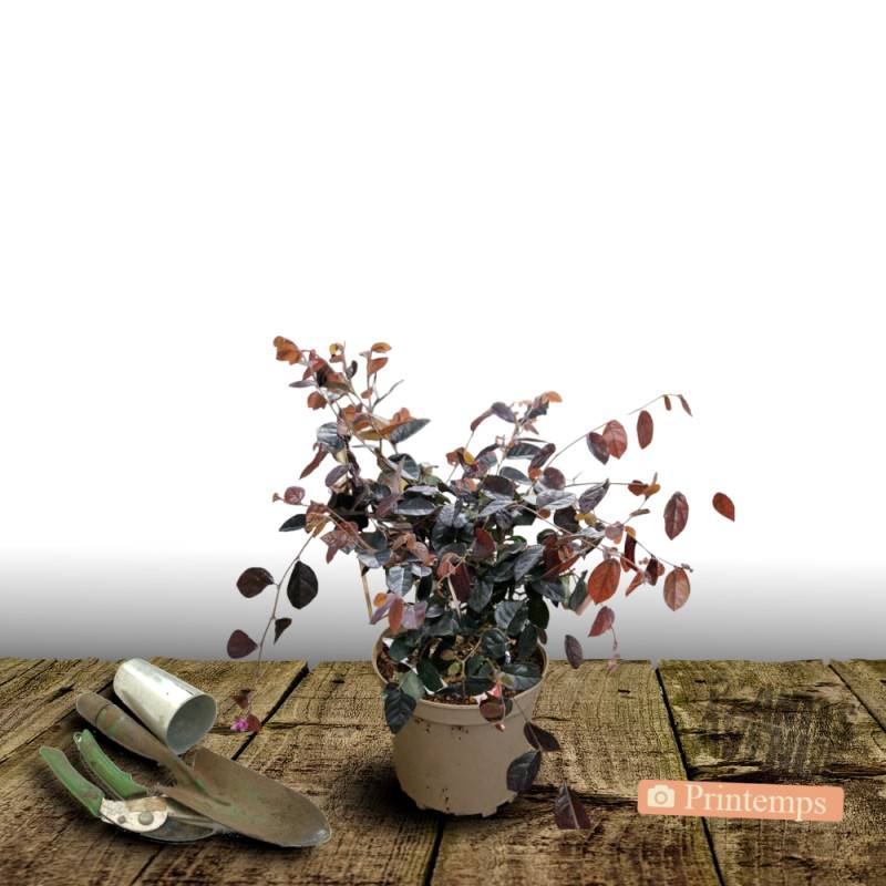 Loropetalum Rouge de La Majorie®, Loropétale à fleurs Rouge/ - feuillage Persistant - Pot de 3L - 40/60 cm - Imagen 5