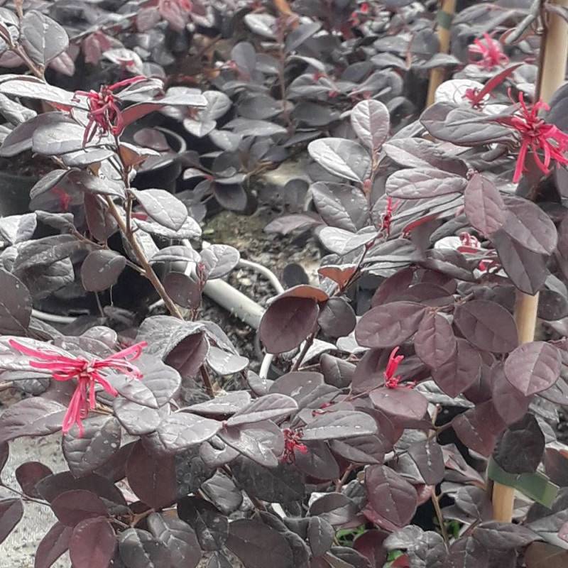 Loropetalum Rouge de La Majorie®, Loropétale à fleurs Rouge/ - feuillage Persistant - Pot de 3L - 40/60 cm - Imagen 1
