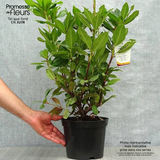 Rhododendron hybride Lord Roberts Pot de 4L/5L - Image 2