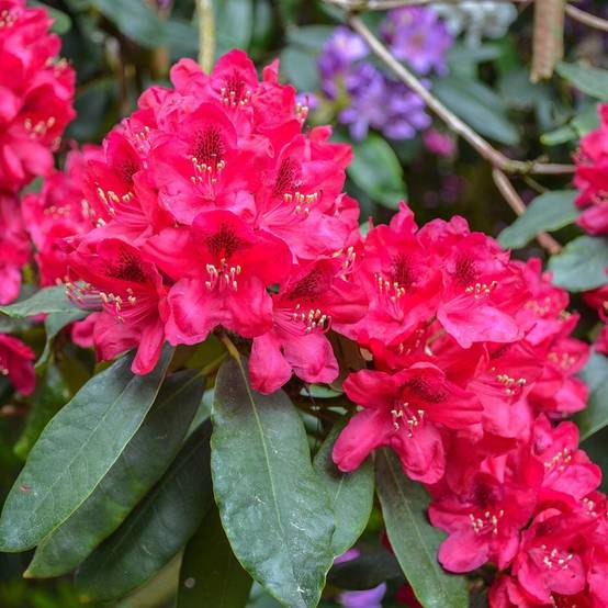 Rhododendron hybride Lord Roberts Pot de 4L/5L - Image 1