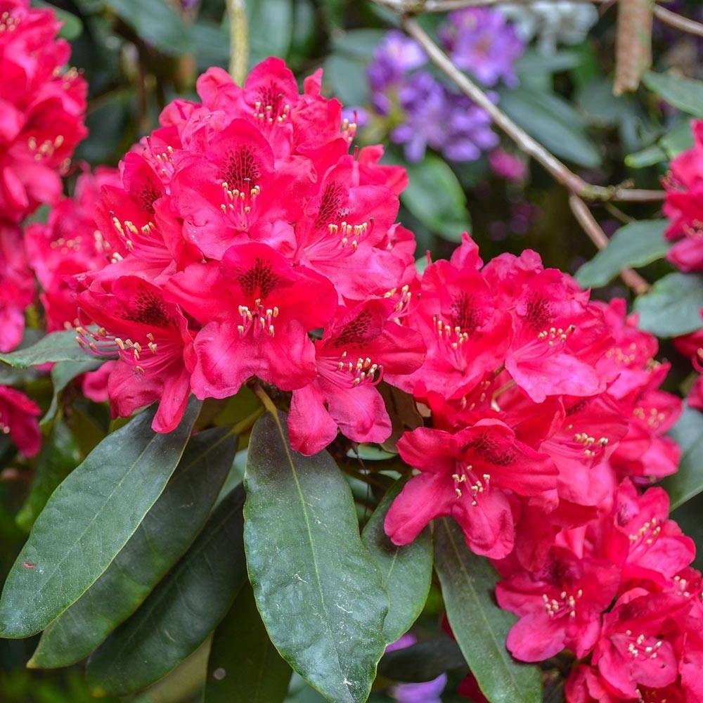 Rhododendron hybride Lord Roberts Pot de 4L/5L - Image 1