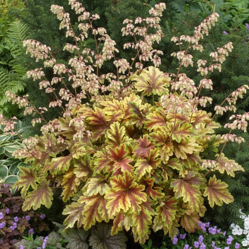 Heucherella Golden Zebra® à fleurs Rose/Blanche - feuillage Persistant - Lot de 3 godets - Image 1