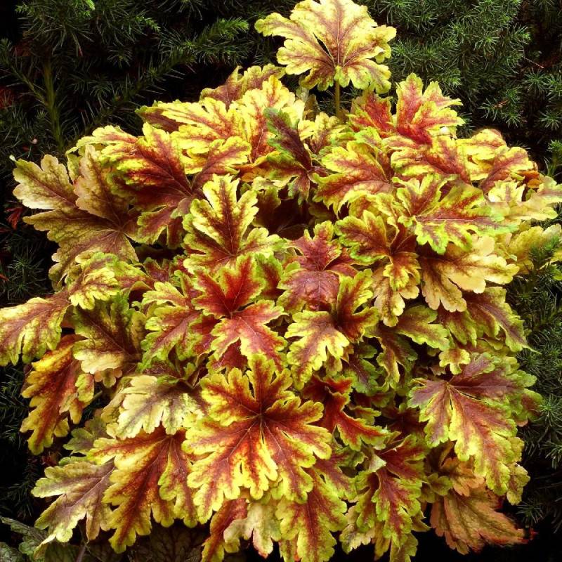 Heucherella Golden Zebra® à fleurs Rose/Blanche - feuillage Persistant - Lot de 3 godets - Image 2
