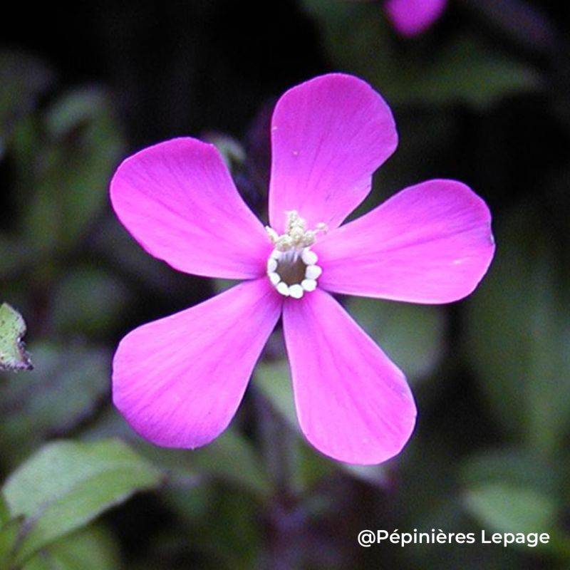 3 Saponaires faux-basilic (Saponaria ocymoides) - Lot de 3 vivaces - Pépinières Naudet