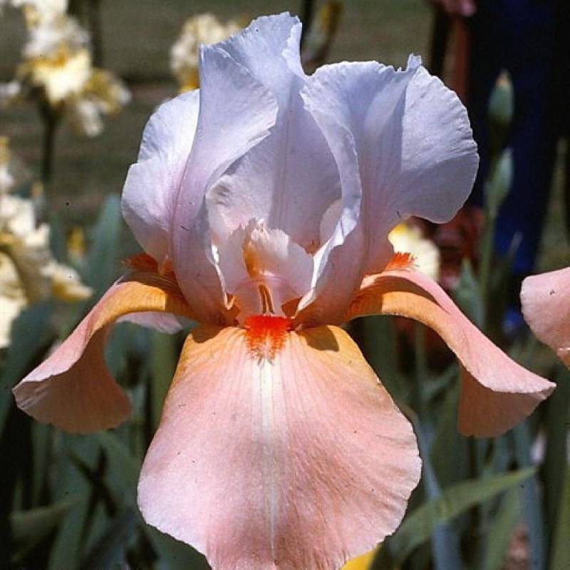 Iris des jardins Invitation à fleurs Rose/Blanche - feuillage Caduc - Godet - 5/20 cm - Imagen 1