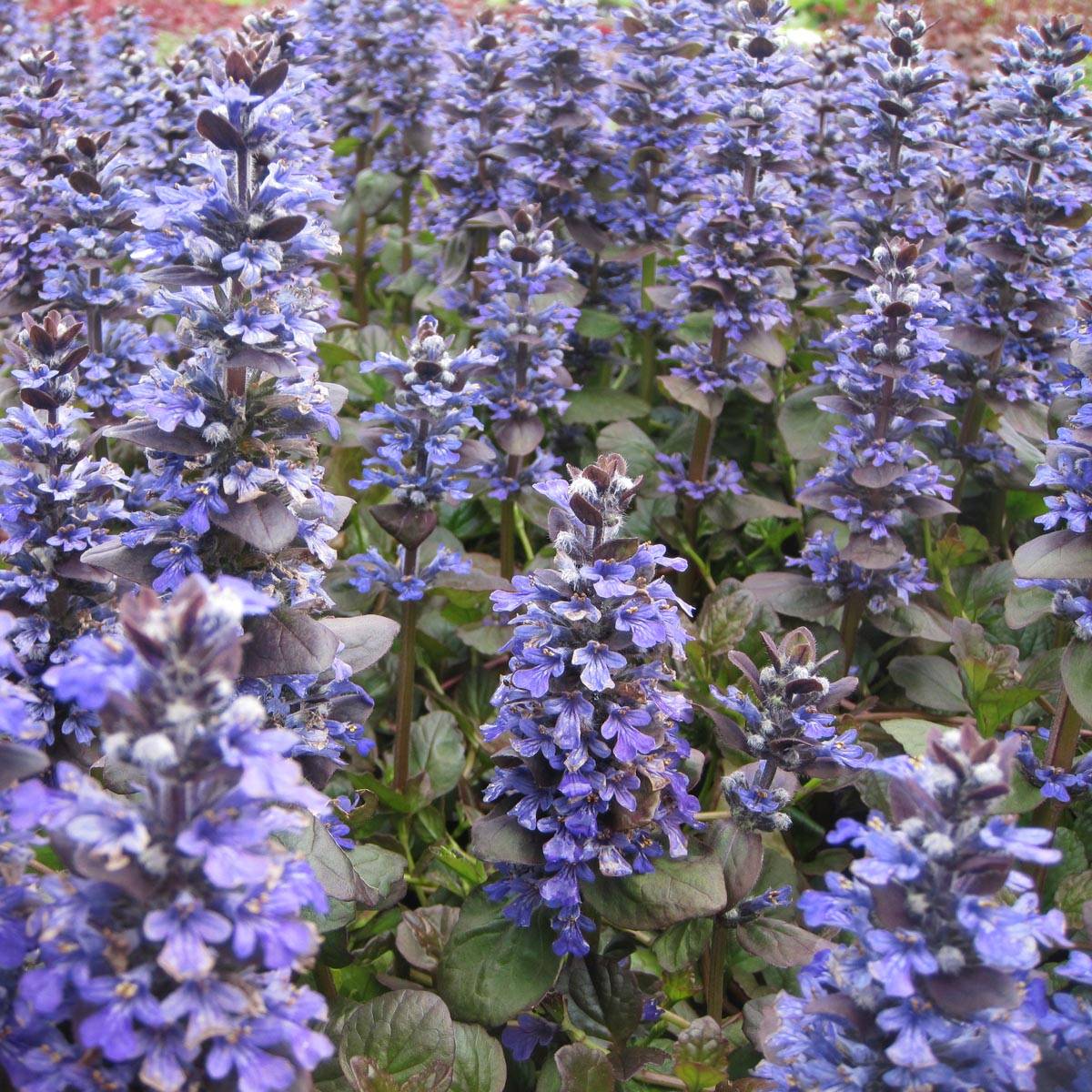 Bugle rampante - Ajuga reptans Catlin's Giant Godet de 8/9 cm