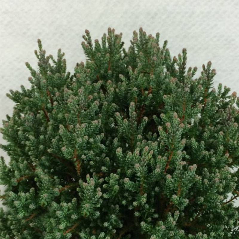 Promesse de Fleurs - Chamaecyparis thyoides Blue Rock Pot de 2L/3L - Image 1