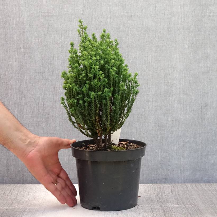Promesse de Fleurs - Chamaecyparis thyoides Blue Rock Pot de 2L/3L - Image 2