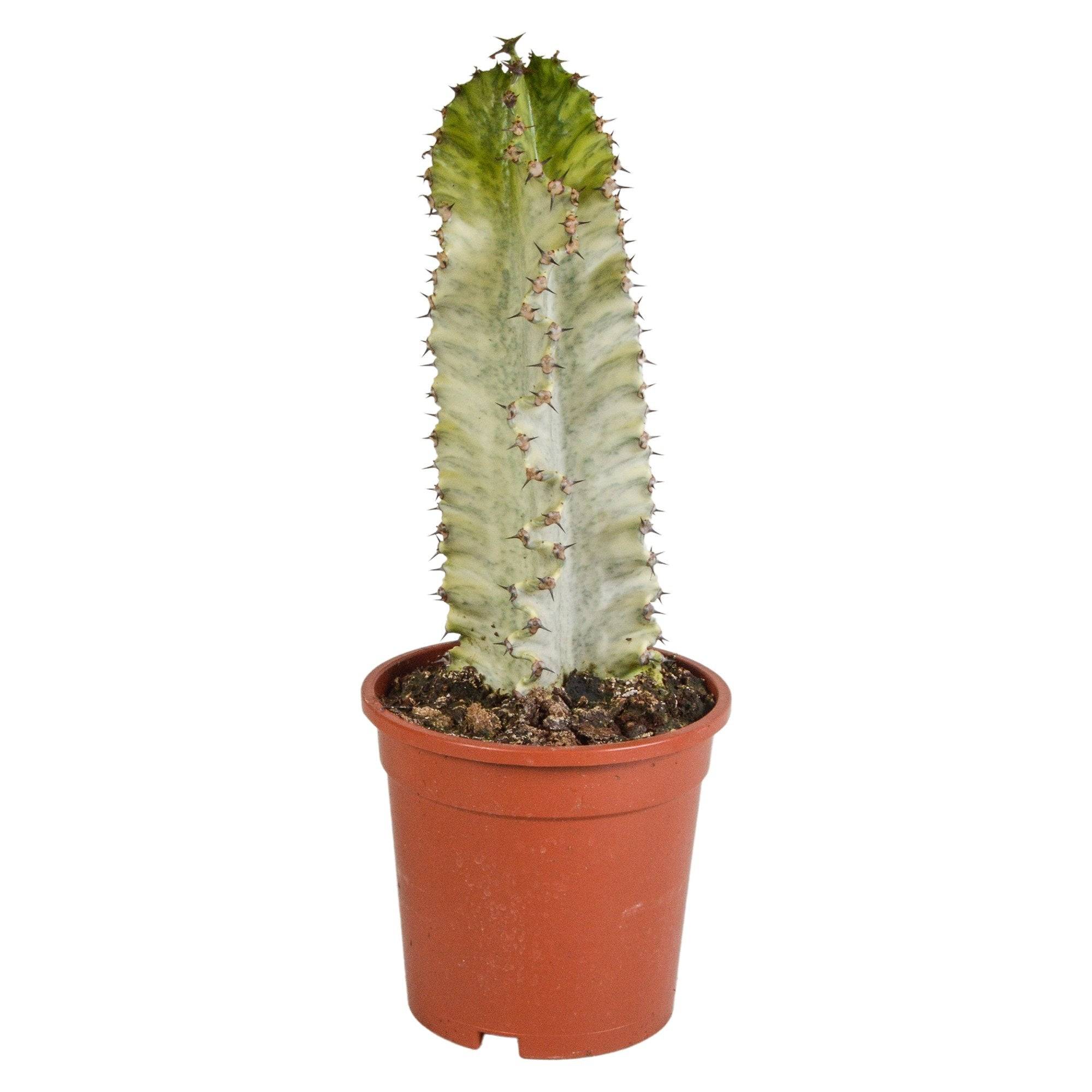 La Green Touch - Euphorbia marmorata h40cm - cactus d'intérieur- La Green Touch - Imagen 1