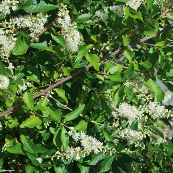 Clethra alnifolia Pot de 3L/4L - Image 1