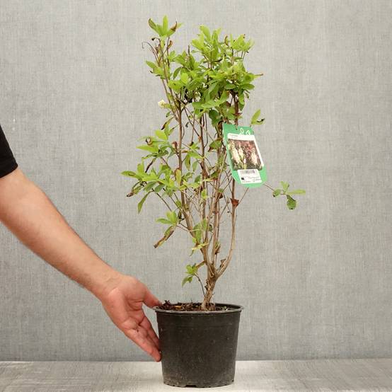 Clethra alnifolia Pot de 3L/4L - Image 2