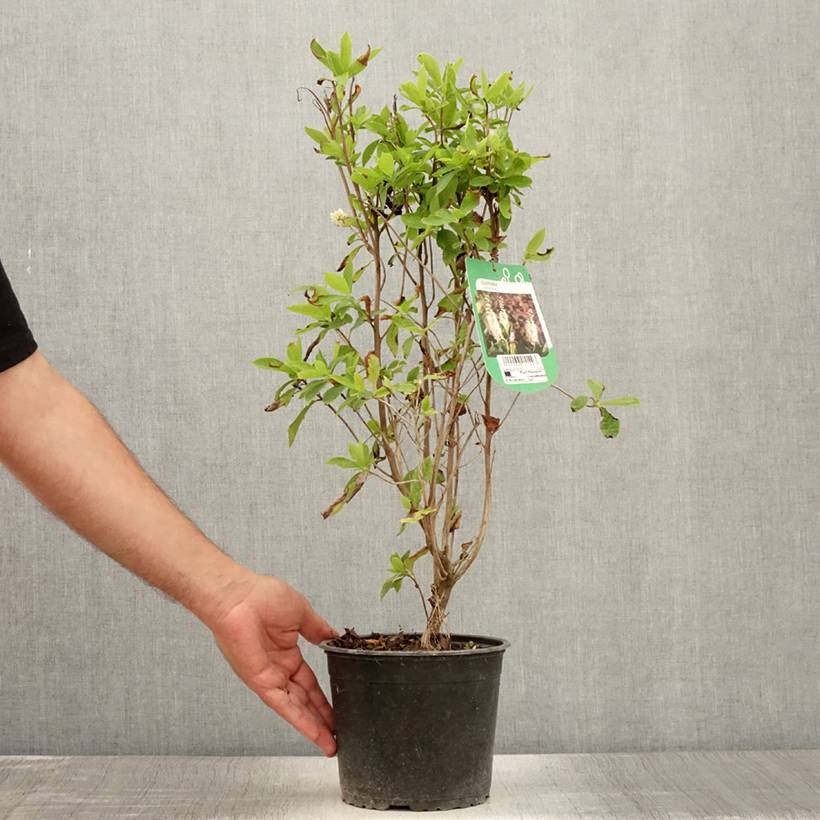 Clethra alnifolia Pot de 3L/4L - Image 2