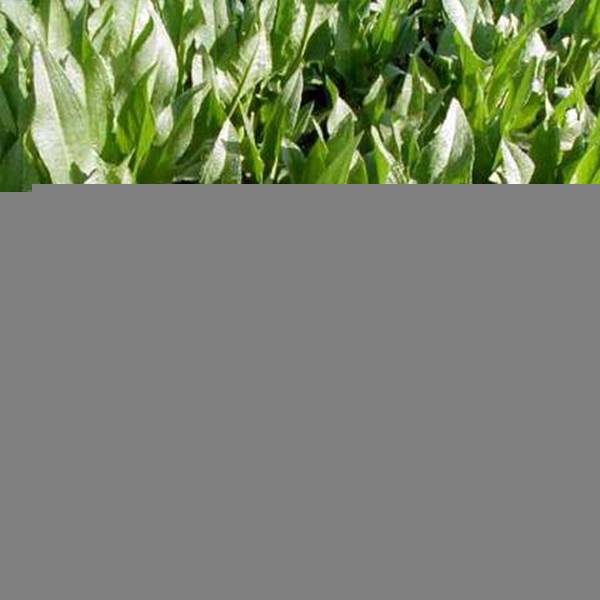 Oseille Epinard - Rumex patientia Pot de 1,5L/2L