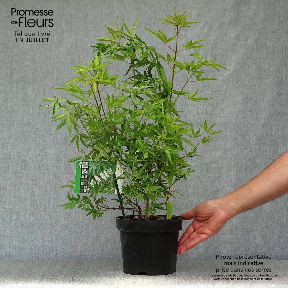 Promesse de Fleurs - Vitex agnus-castus Albus - Gattilier blanc Pot de 3L/4L - Image 2
