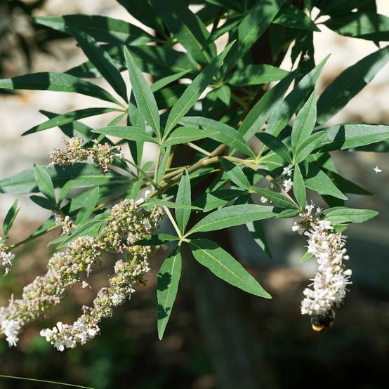 Promesse de Fleurs - Vitex agnus-castus Albus - Gattilier blanc Pot de 3L/4L - Image 1