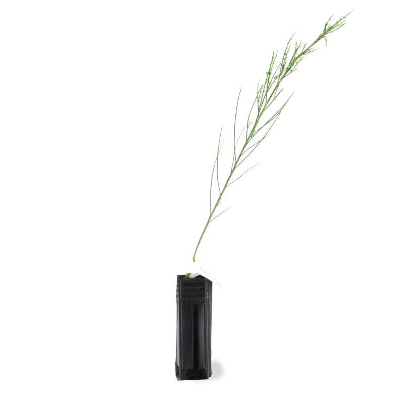 Genêt à balais (Cytisus scoparius) - Godet - Taille 30/50cm - Pépinières Naudet - Imagen 2
