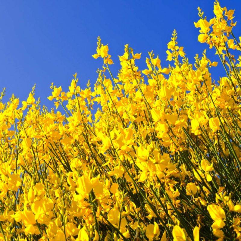 Genêt à balais (Cytisus scoparius) - Godet - Taille 30/50cm - Pépinières Naudet - Imagen 1