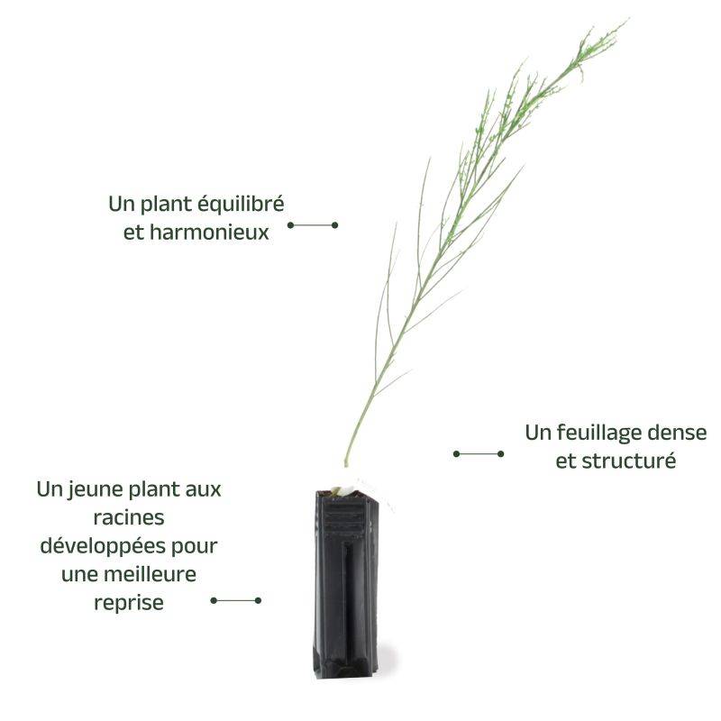 Genêt à balais (Cytisus scoparius) - Godet - Taille 30/50cm - Pépinières Naudet - Imagen 3