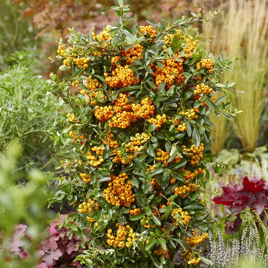 Pyracantha coccinea Sunny Star - Buisson ardent Godet de 8/9 cm - Image 1