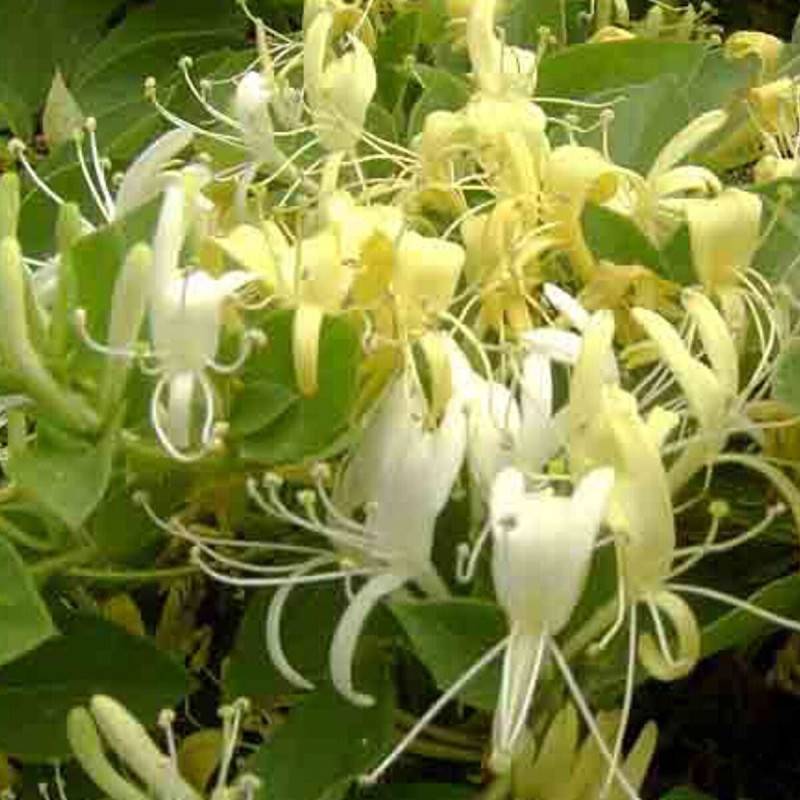 Chèvrefeuille du Japon Halliana à fleurs Blanche - feuillage Semi-Persistant - Godet - 5/20 cm-  hauteur à maturité De 5,00 m à 10,00 m - Imagen 1